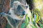 See Koalas at Yanchep