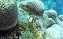 Great Barrier Reef Full Day Certified Dive from Hamilton Island